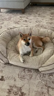 Crescent Moon Yuki