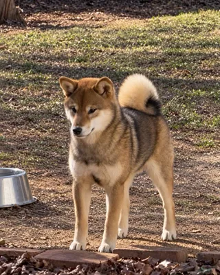 Daisy