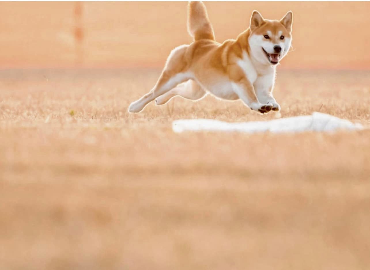 Moonlight Shibas