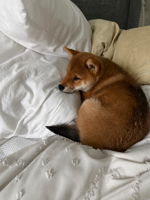 Hana