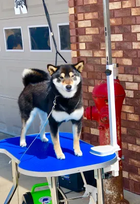 Suki