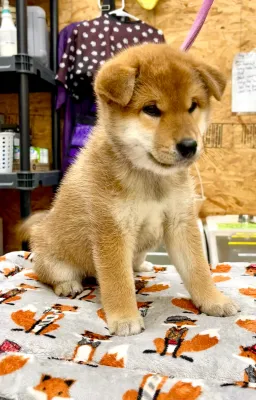 Boo X Hotch Jr. Boy 1