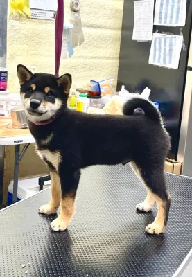 Black & Tan Male