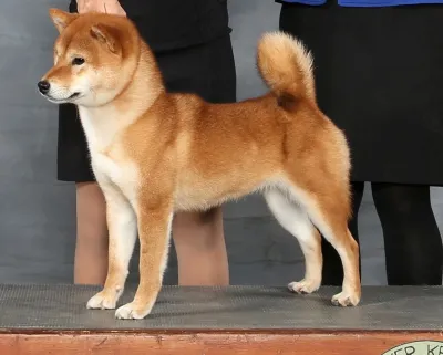Peanut