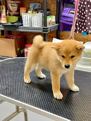 Peanut X Diesel Girl 2